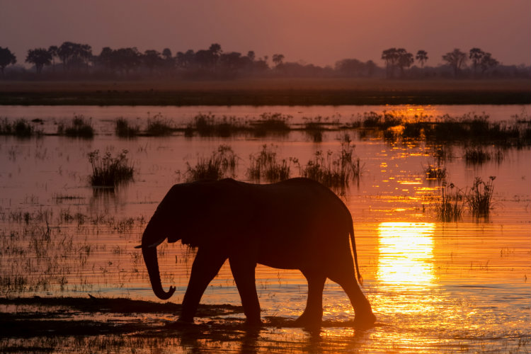 Silhouette of an African elephant in the Okavango Delta, Botswana