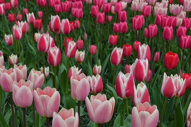Dutch tulips, one of Europe's most famous floral sights. Image by Kate Morgan / Lonely Planet.