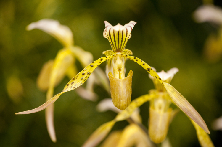 Slipper orchid on display during the Orchid Show. Image by Ivo M Vermeulen / courtesy of New York Botanical Gardens
