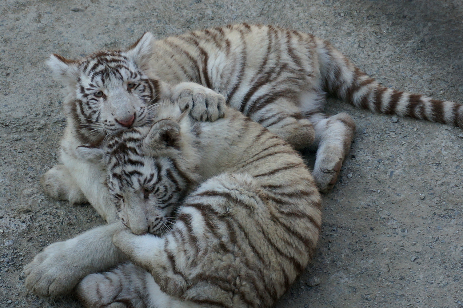 Playful white tiger cubs at the Siberian Tiger Park. Image by Anita Isalska / Lonely Planet