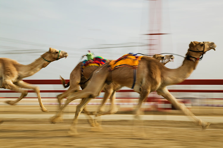 Experience the electric atmosphere at Dubai's famed camel races. Image by Walter Bibikow / The Image Bank / Getty Images