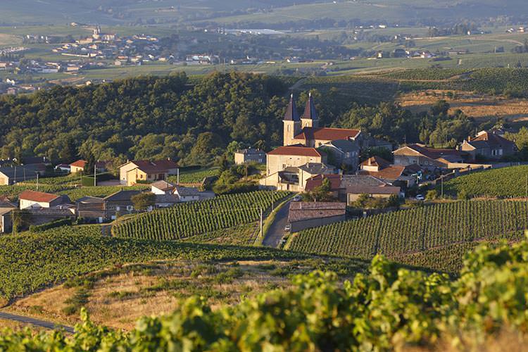 The rolling vineyards of Beaujolais, France. Image by Guy Christian / hemis.fr / Getty Images