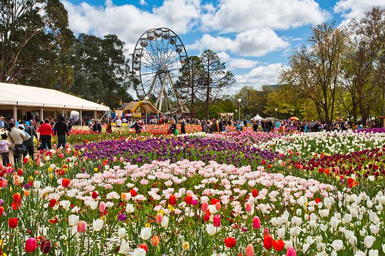 A dazzling display of spring flowers at Floriade, Canberra. Image by Manfred Gottschalk / Lonely Planet Images / Getty Images
