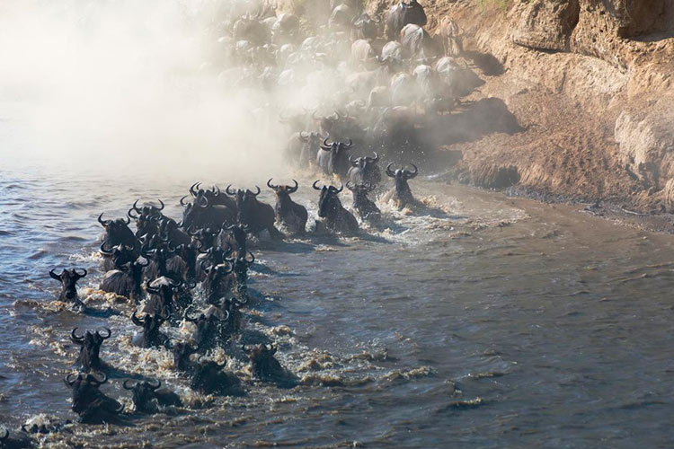 Wildebeest crossing the Mara River. Image by Christopher Michel / CC BY 2.0.