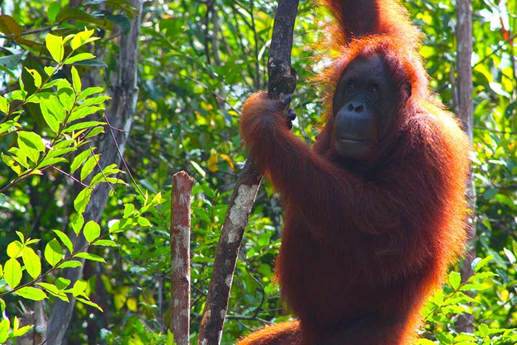An orangutan swings from a tree in Sarawak, Malaysian Borneo. Image by cylonfingers / CC BY-SA 2.0.