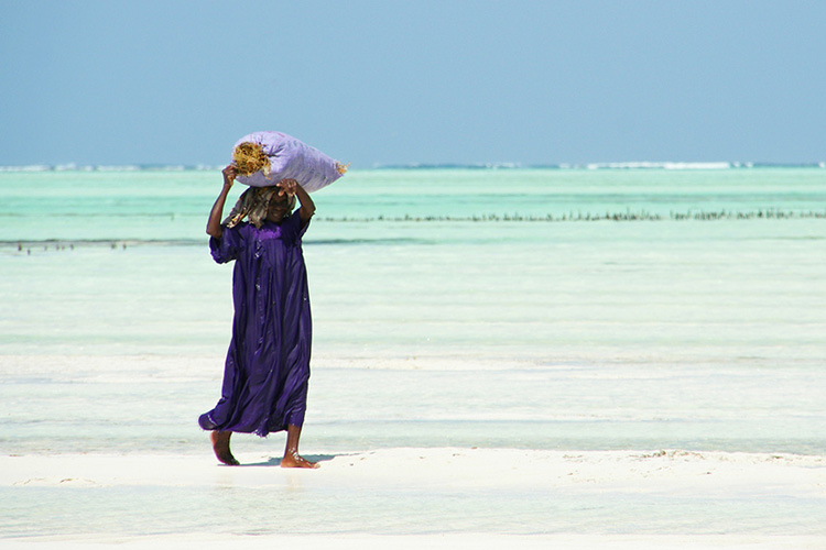  Taking the harvest home on Zanzibar by Imke Stalhmann. CC BY-SA 2.0.