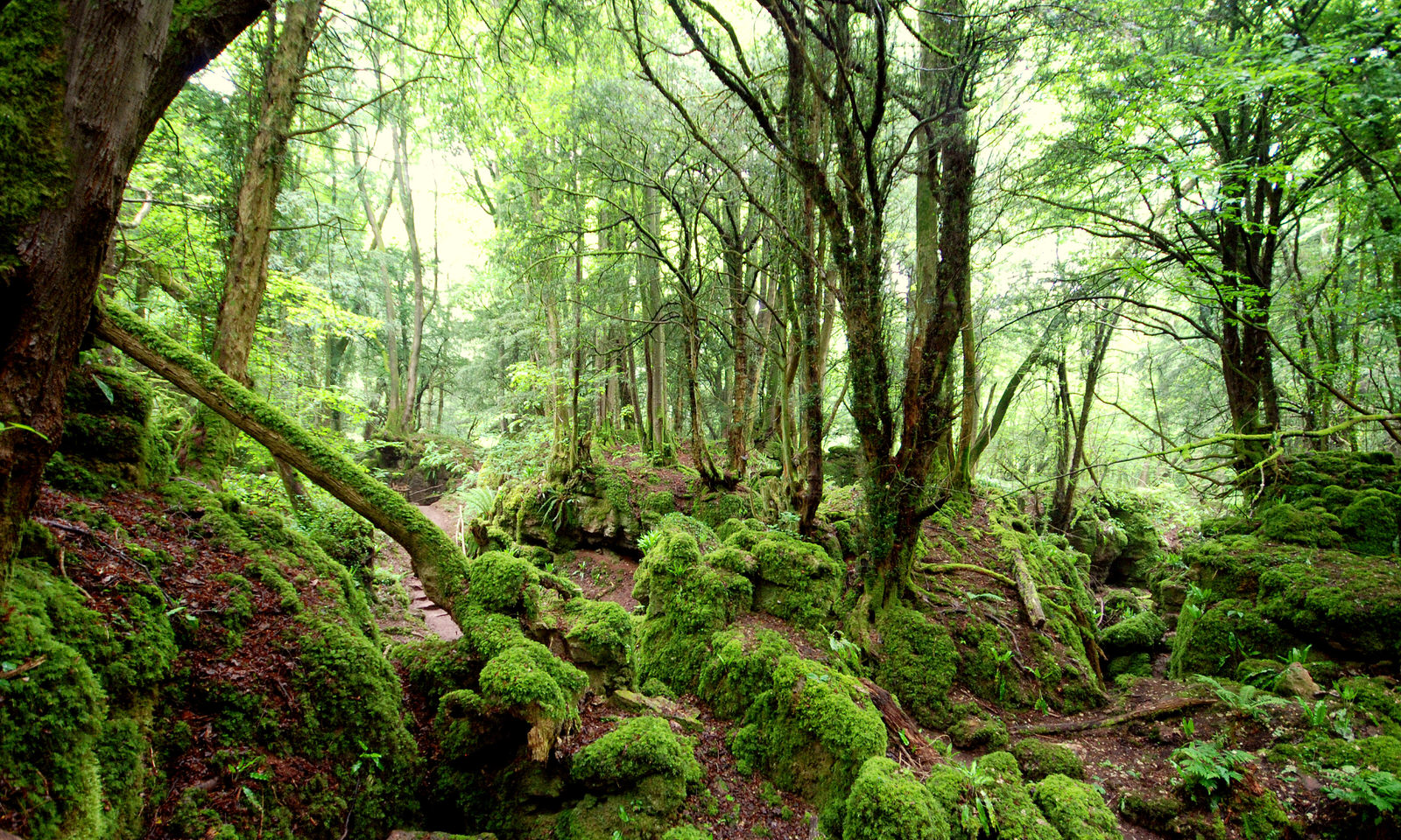 Puzzlewood, UK