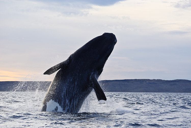 The southern right whales of Península Valdés won't capsize your boat. Image by Kerstin Meyer / Moment Open / Getty Images