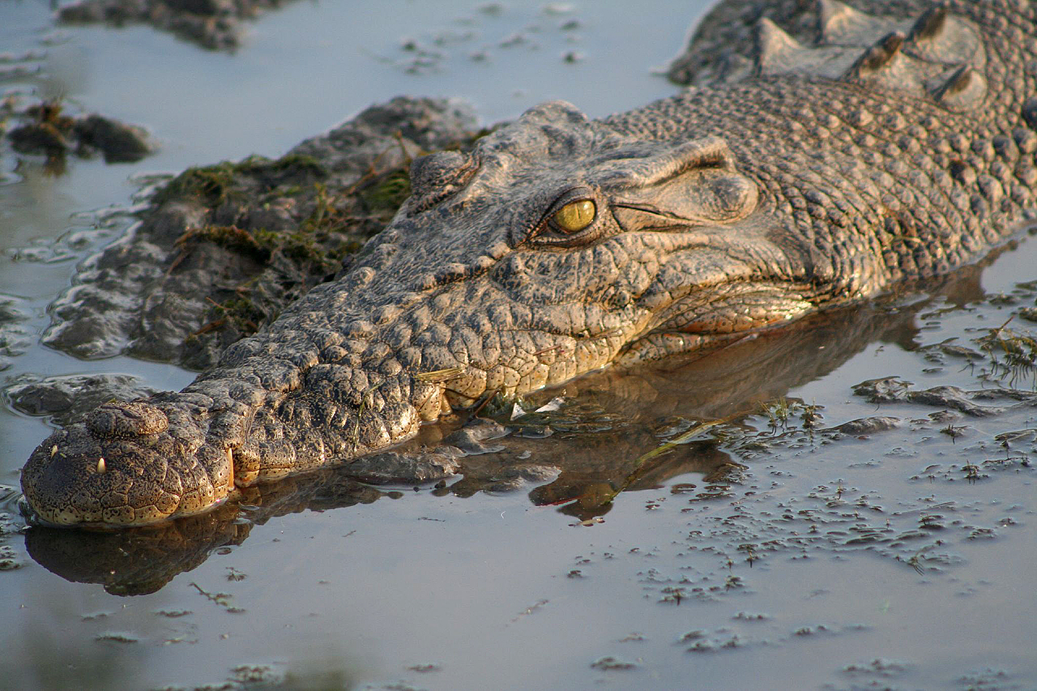 Stare down a croc in Kakadu National Park, stomping ground of the actors in Crocodile Dundee. Image by Stephen Michael Barnett / CC BY 2.0 