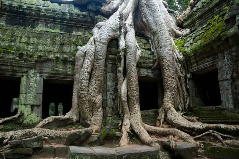 Ta Prohm temple near Angkor Way. Image by tbradford / E+ / Getty Images.
