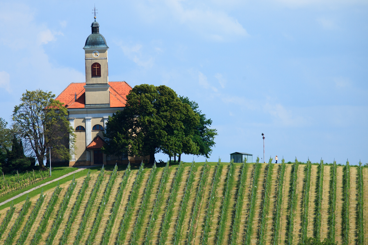 The famous vineyards of Kapela in northeastern Slovenia