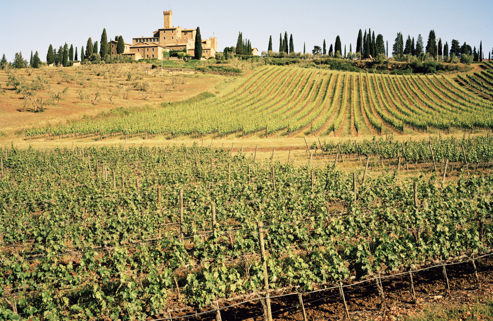 A sun-drenched vineyard in Montalcino, Tuscany.