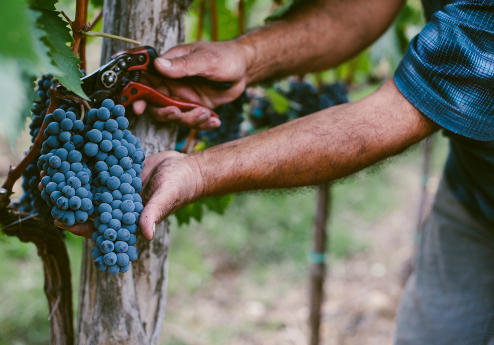 Harvesting grapes by hand.