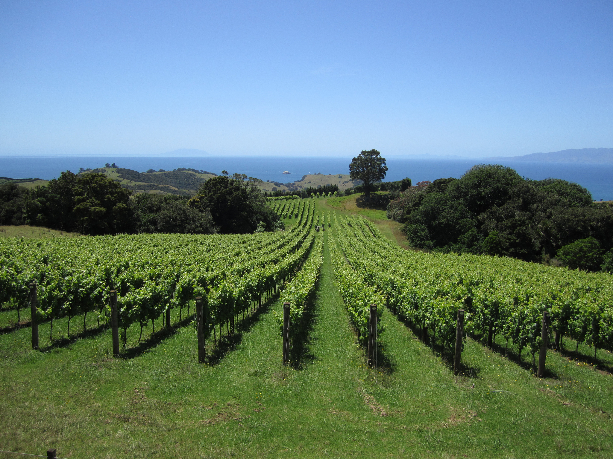 Vineyards overlooking the ocean on Waiheke Island. Image by portengaround / CC BY 