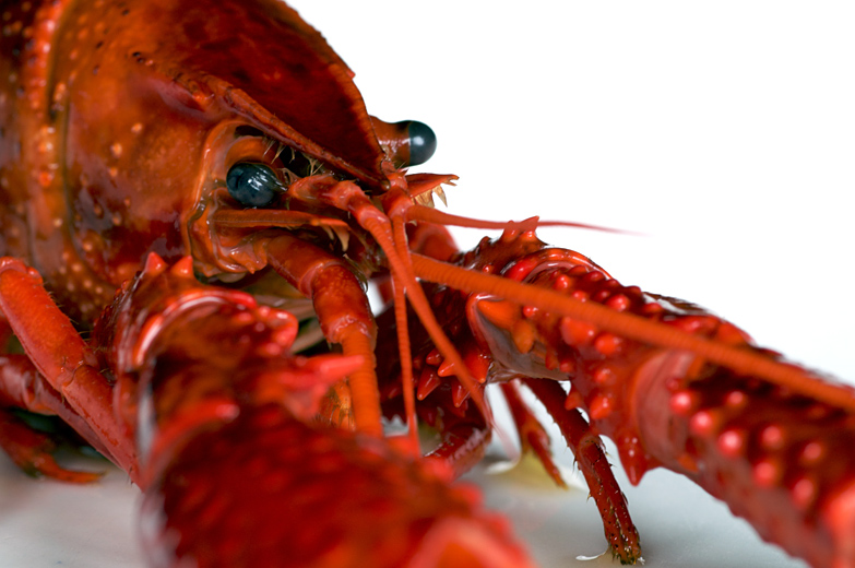 Crayfish by Niklas Morberg. CC BY-SA 2.0.