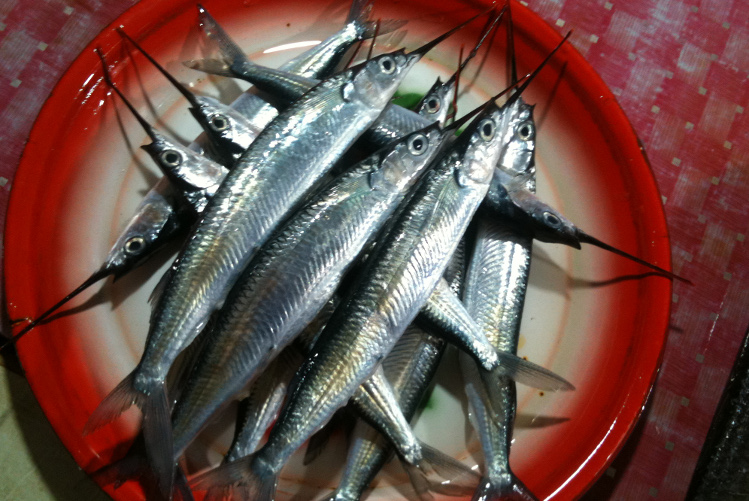 Fresh fish, Maluku. Image by Hugh McNaughtan