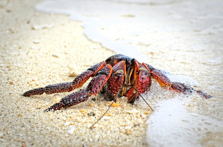 Coconut crab, a Maluku delicacy that is now protected. Image by Vincent Albanese CC BY 2.0