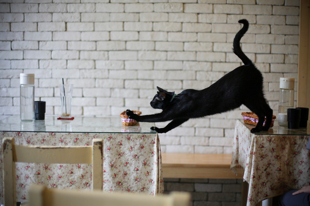 Cat cafes are a Taiwanese invention. Image by William Hu / CC BY-ND 2.0