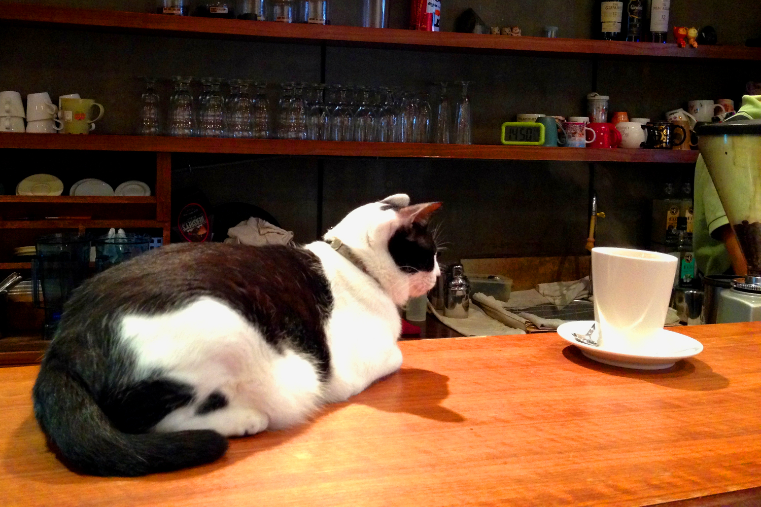 Quality control: cats oversee all at Minimal Cafe. Image by Dinah Gardner / Lonely Planet
