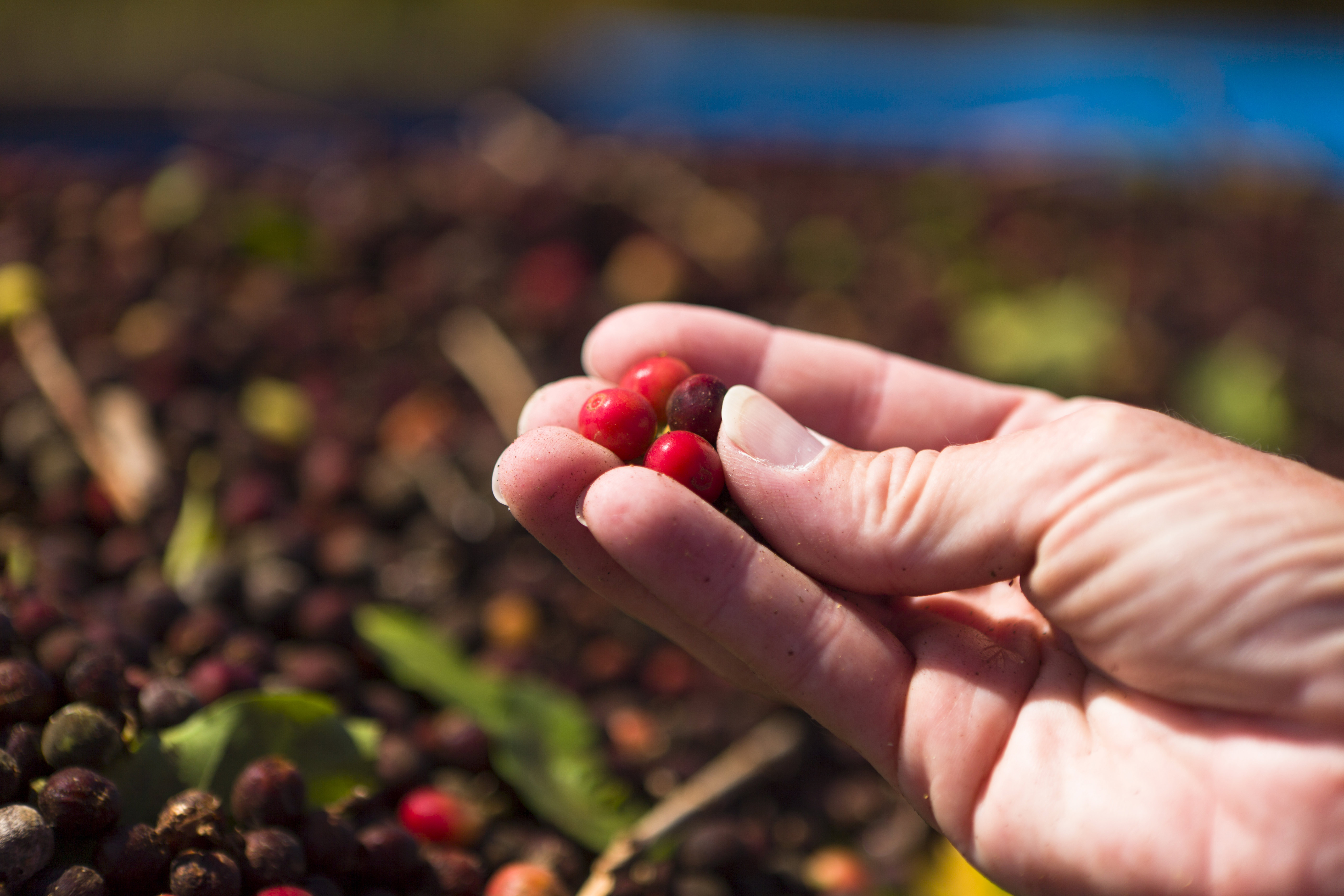 Coffee cherries about to begin the roasting process. Image by DustyPixel / E+ / Getty