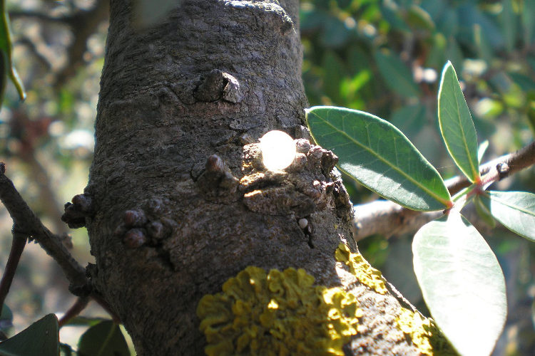 Mastic tree on Chios island. Image by Ale3andro / CC BY-SA 2.0