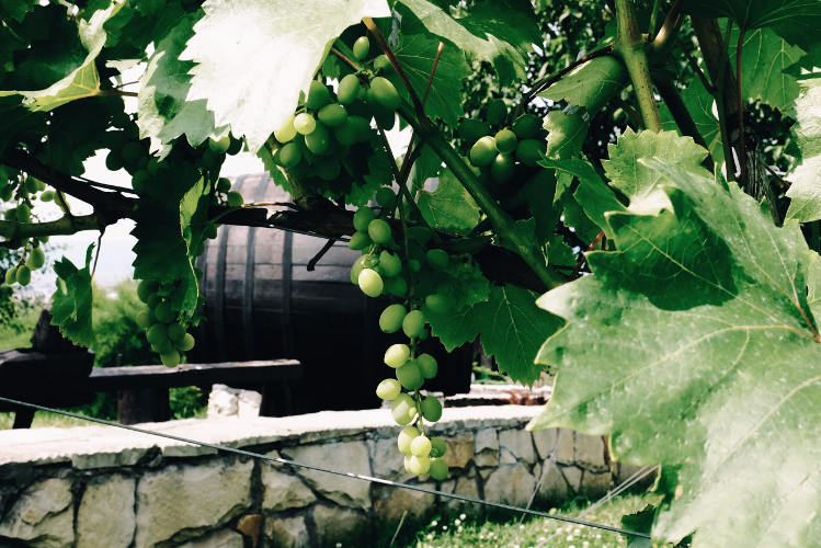 Grapes are the secret to Moldova's best export. Image by Mark Baker / Lonely Planet