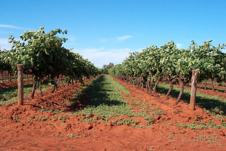 South Australian vineyard /  Image by Sami Keinänen / CC BY-SA 2.0