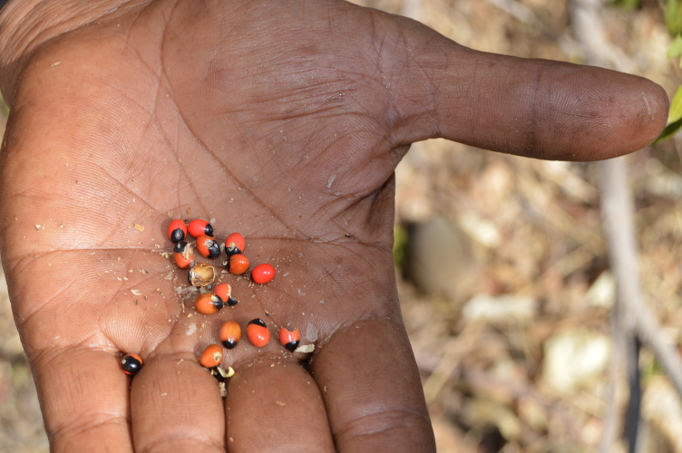 bush tucker Australia food