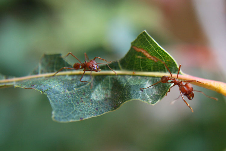 Ants aren't just good for your love life - they're also high in protein and low in fat. Image by diveofficer / CC BY 2.0.