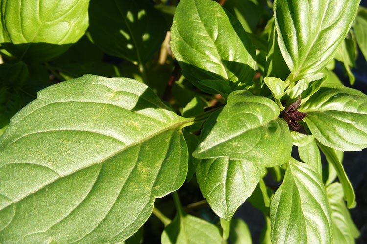 Basil is an ancient aphrodisiac. Image by steevo2005 / CC BY 2.0.