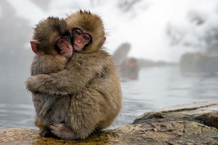 Snow monkeys by sits GIRLS. CC BY 2.0.