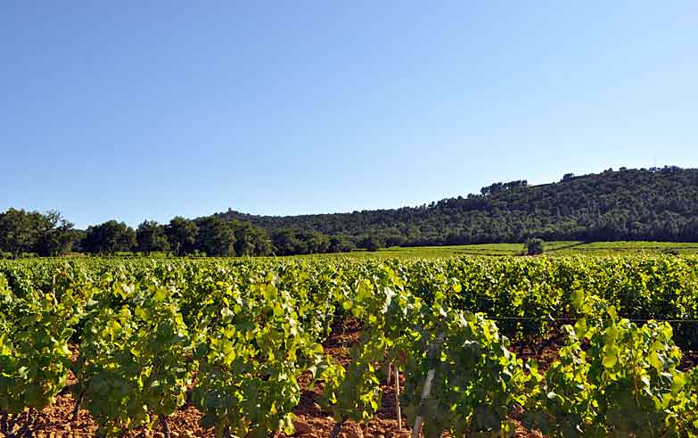 St-Tropez is located in the Cote de Provence wine producing region and is close to several award winning vineyards, like this one at Chateau Minuty. Image by Kimberley Lovato / Lonely Planet.