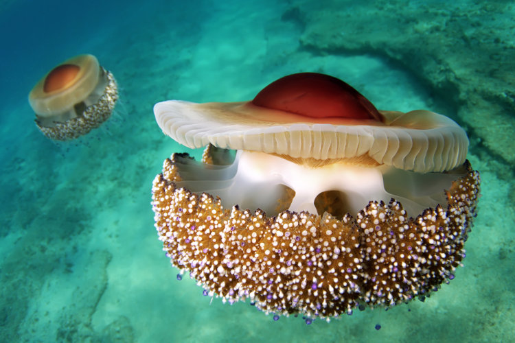 Halkidiki's fluttering underwater world. Image by Ivan Bakardjiev / Getty Images