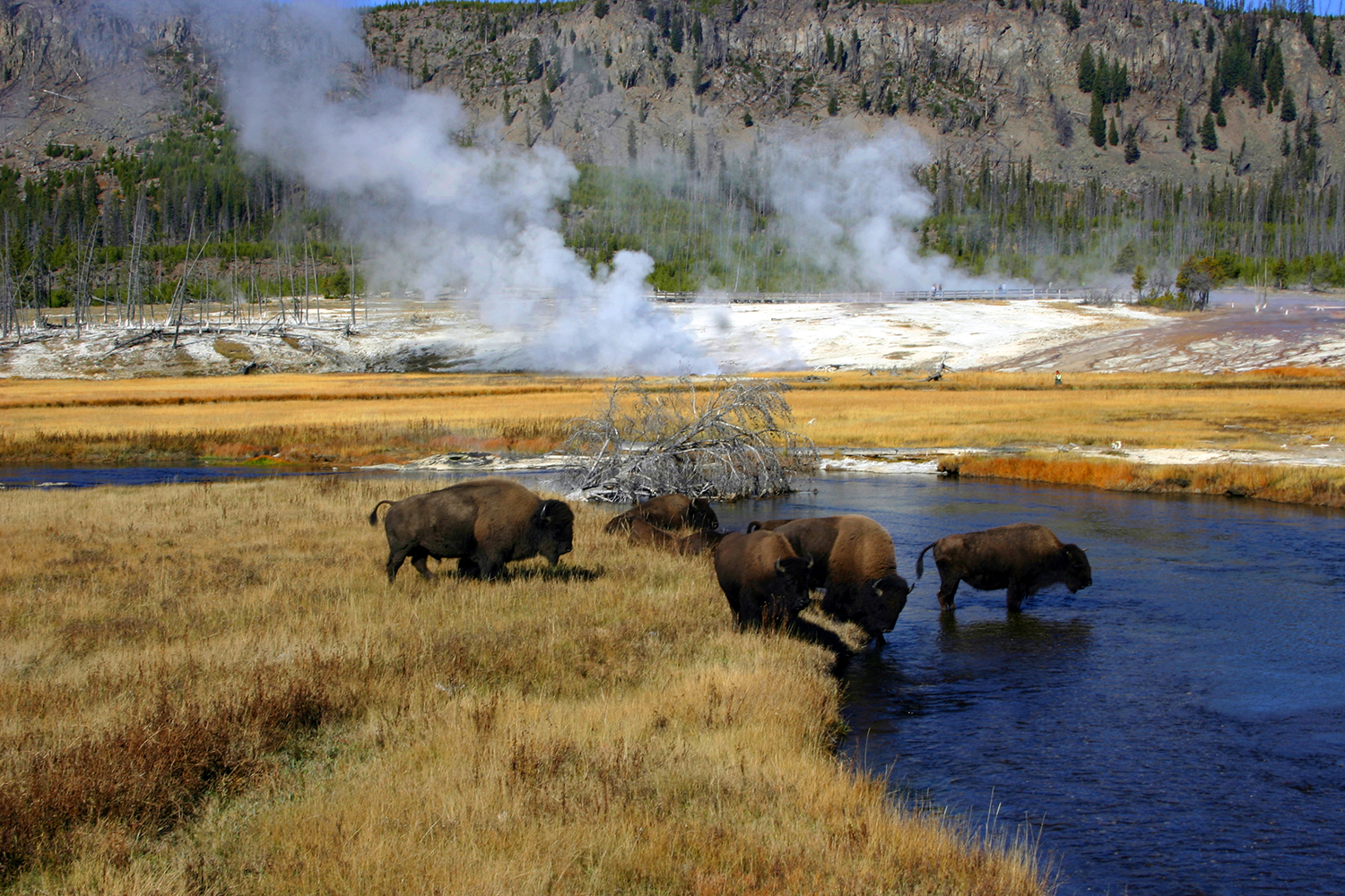 Where the wild things are: bison crossing a river in Yellowstone National Park. Image courtesy of Wyoming Office of Tourism