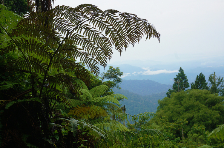 Bukit Larut