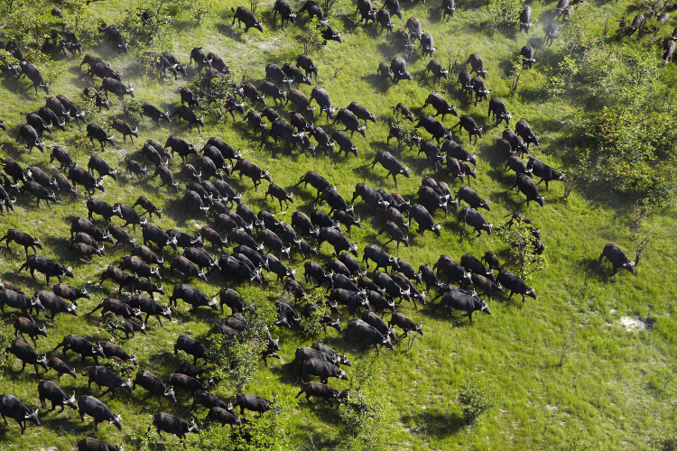Herd of buffalo on the move in the Okavango Delta. Image by Danita Delimont / Getty Images