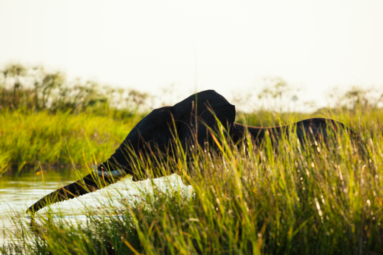 Young elephant exploring the channels of the Okavango Delta. Image by Michele Westmorland / Getty Images