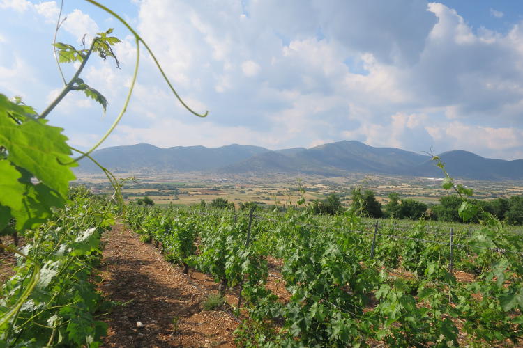 Vineyards at Nico Lazaridi estate. Image by Karyn Noble / Lonely Planet 