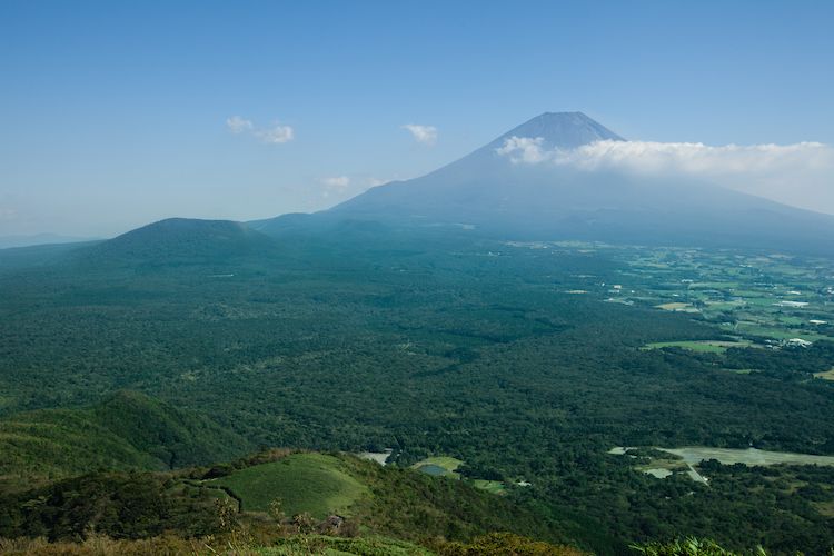The Aokigahara Forest at the base of Mt. Fuji. Image by Ippei Naoi/ Moment/ Getty Images.