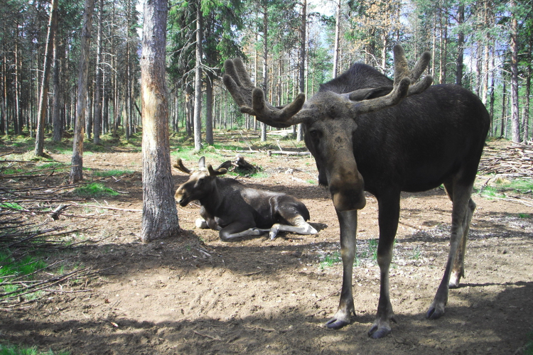 gardsjo-elk-park