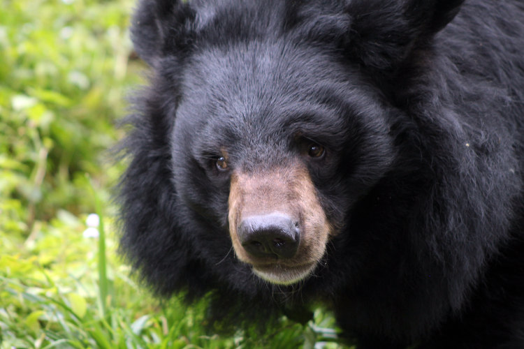 Asiatic black bear in the Himalaya. Image by flowcomm / CC BY 2.0.