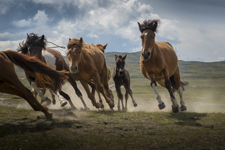 The annual July stampede. Image by David Baxendale / Lonely Planet