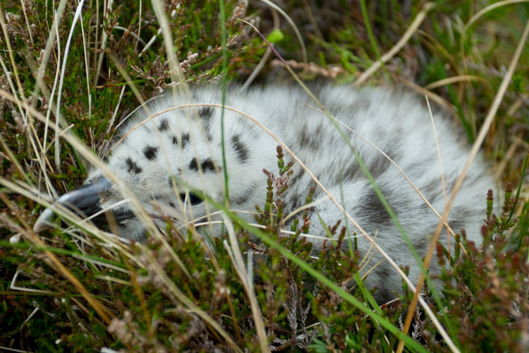 black-backed-gull-chick