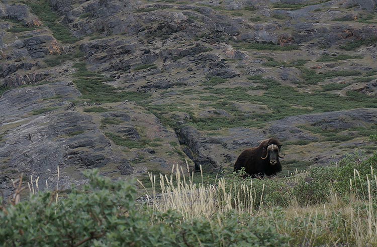 A single muskox, with a dark shaggy body and large curved horns, stands on a grassy verge against a rock face near Kangerlussuaq, Greenland