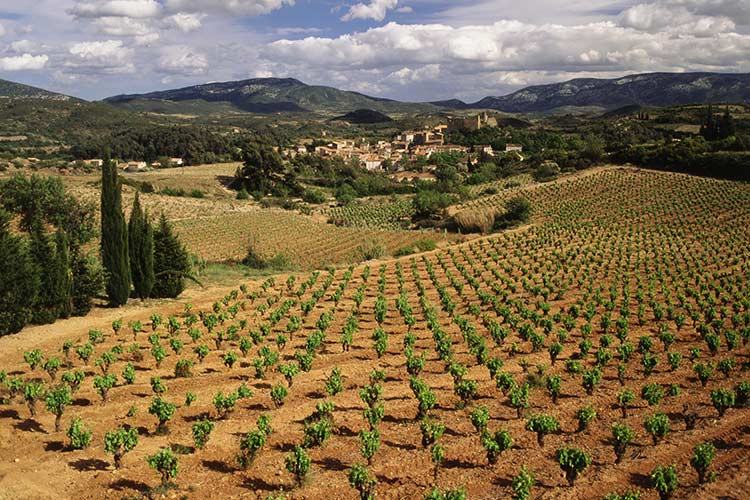 Vineyards in Languedoc-Rousillon. Image by Danita Delimont / Gallo Images / Getty Images.