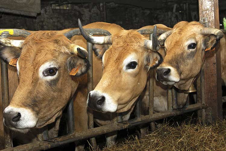 Three of Aubrac's celebrated cows. Image by GFC Collection / age fotostock / Getty Images.