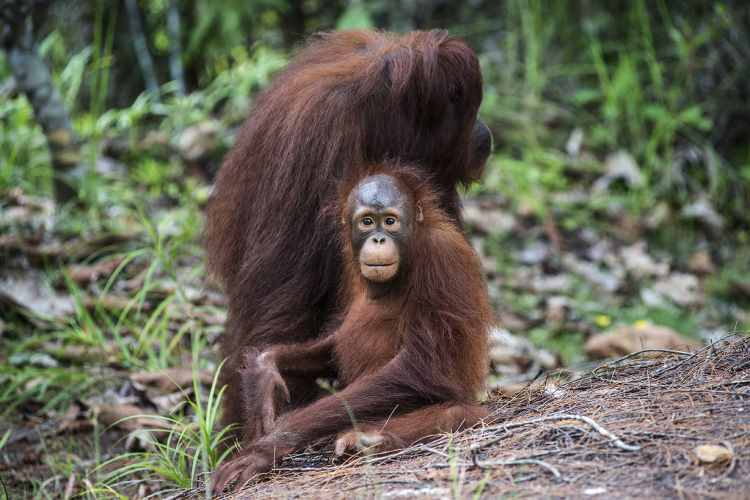 Mother and baby orang-utan in the jungle, Kalimantan, southeastern Borneo. Image by Oliver Berry / Lonely Planet.