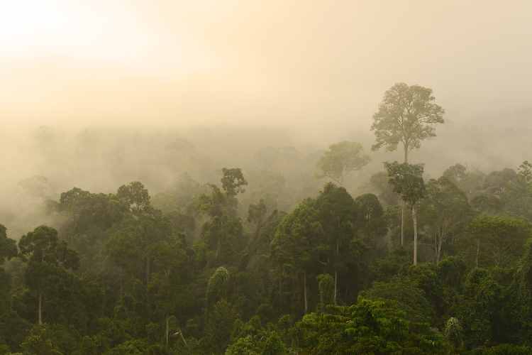 A misty sunrise over the jungle of the Maliau Basin, sometimes known as Borneo's 'lost world'. Image by Oliver Berry / Lonely Planet.