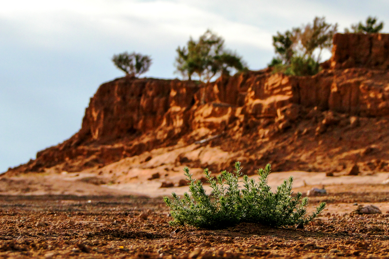 The Mongolian name 'Bayanzag' refers to the area's abundance of saxual shrubs. Image by Stephen Lioy / Lonely Planet