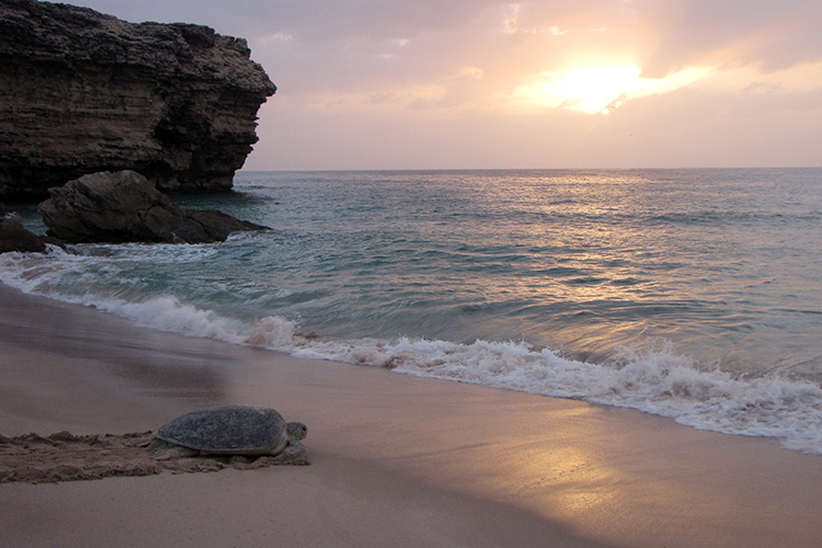 A green turtle making its way slowly down the beach at Ras Al-Jinz. Image courtesy of Wikimedia Commons.